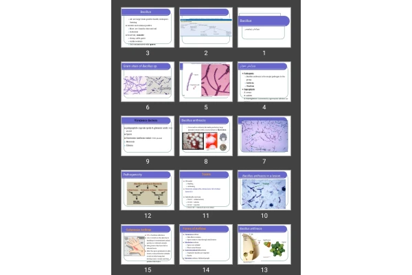 پاورپوینت Bacillus