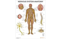 جزوه سيستم عصبي (Nervous System)