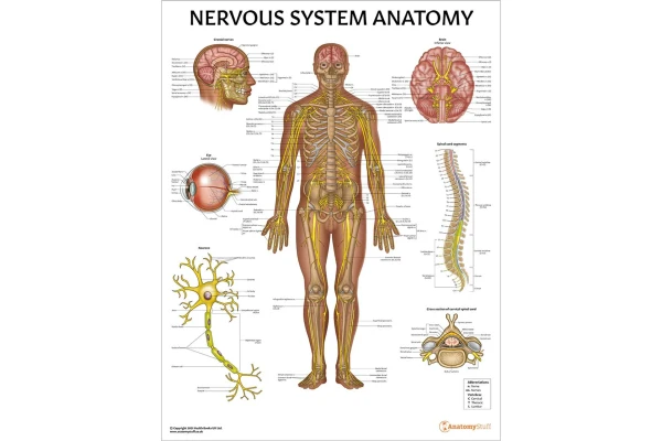 جزوه سيستم عصبي (Nervous System)