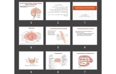 پاورپوینت The Limbic System and the Hypothalamus Behavioral and Motivational Mechanisms of the Brain