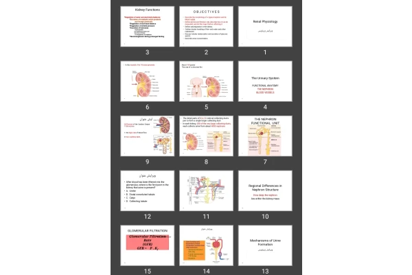 پاورپوینت Renal Physiology فیزیولوژی کلیه