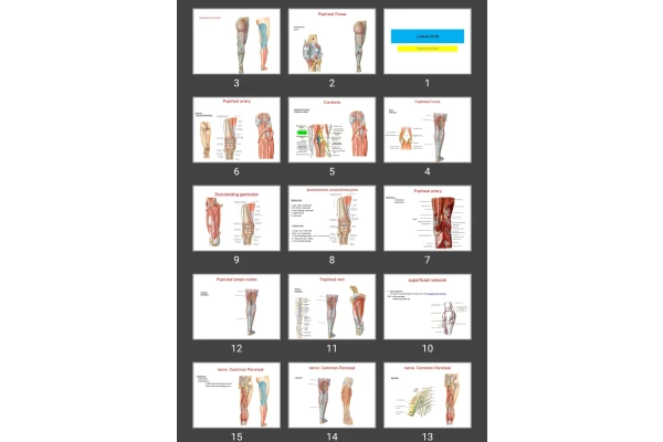 پاورپوینت popliteal fossa