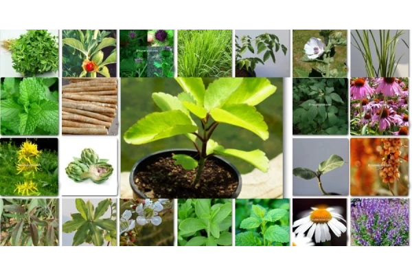   پاورپوینت تولید مثل در گیاهان، و اصلاح برخی از گیاهان دارویی با هدف مقاومت به تنش های زنده و غیر زنده