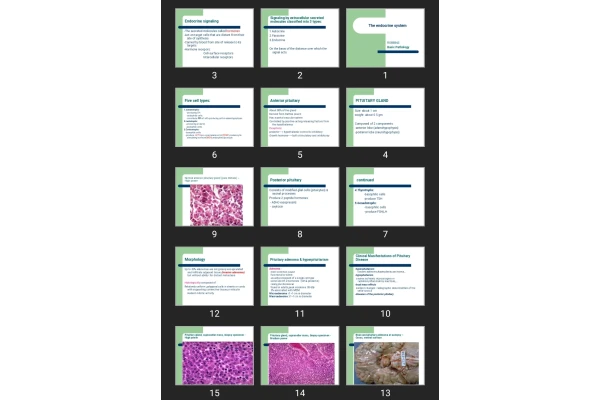 پاورپوینت The endocrine system