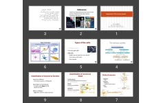 پاورپوینت Organization of the nervous system