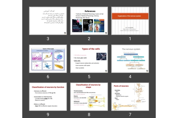 پاورپوینت Organization of the nervous system