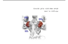 شناخت عضلات شانه در آموزش پرس شانه با دمبل - ۱۱۱ ص