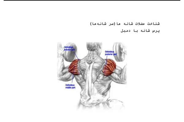 شناخت عضلات شانه در آموزش پرس شانه با دمبل - ۱۱۱ ص