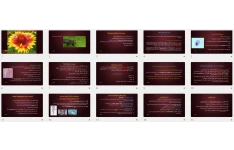 پاورپوینت توكسوپلاسما گوندی Toxoplasma gondii