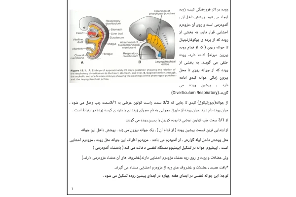 جزوه جنین تنفس