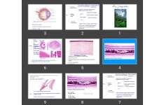 پاورپوینت Retina