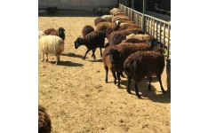 روش های پرورش گوسفند - کامل