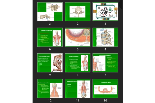 پاورپوینت Chest wall muscles - Diaphragm