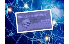   پاورپوینت حرفه ای جامع با موضوع ترمینولوژی دستگاه عصبی (Nervous system)