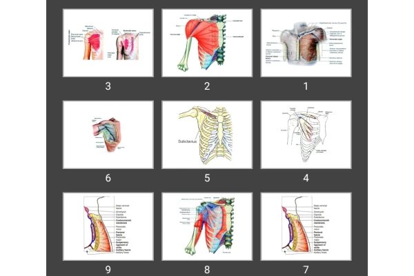 پاورپوینت عضلات شانه و جدارهای آگزیلا