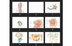 پاورپوینت pelvis wall