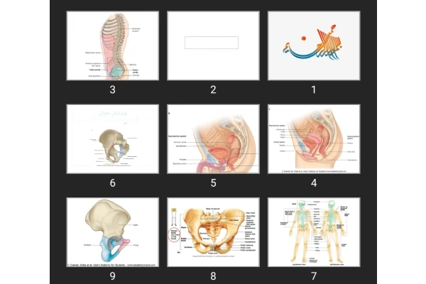 پاورپوینت pelvis wall