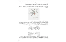 جزوه فیزیولوژی اعصاب