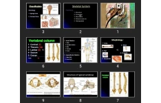 پاورپوینت Chest wall (Bones & cartilages & Joints)