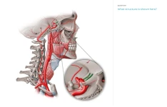 فلش کارت آناتومی, قسمت سر (head)