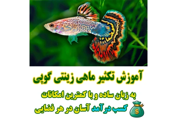 آموزش تکثیر و پرورش ماهی زینتی گوپی