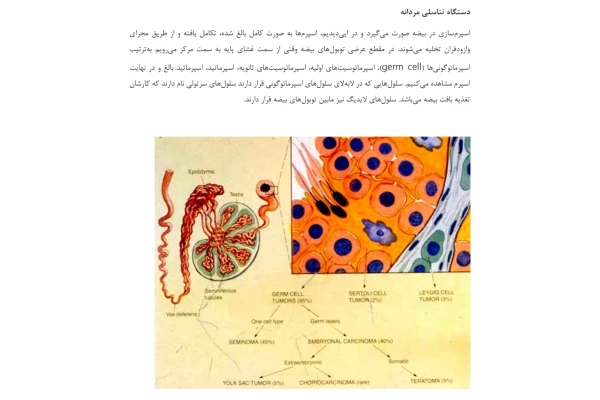 جزوه پاتولوژی پروستات و نئوپلاسم بیضه