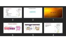 پاورپوینت The Respiratory System