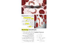 جزوه Trypanosoma
