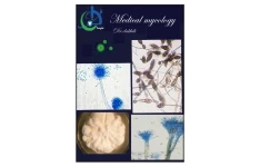 📝جزوه: Medical mycology             🖊استاد: دکتر دخیلی             🏛دانشگاه آزاد اسلامی واحد قم