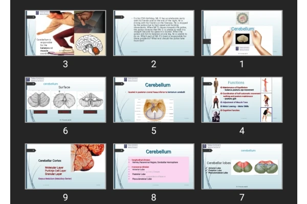 پاورپوینت Cerebellum