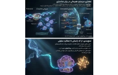 تنها پاورپوینت تخصصی بیوتکنولوژی گیاهی(کلارک_پاذدرنیک) در ایران_ نسخه فارسی (Plant Biotechnology Clark & Pazdernik