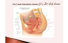   پاورپوینت ترمینولوژی سیستم تولید مثل زنان ، بارداری و تولد