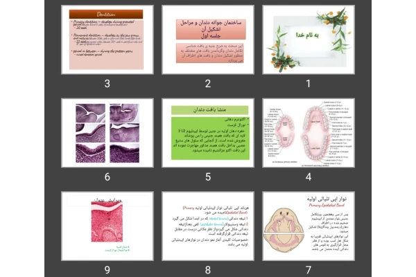 پاورپوینت ساختمان جوانه دندان و مراحل تشکیل آن جلسه اول
