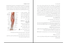 جزوه ناحیه قدامی ساعد