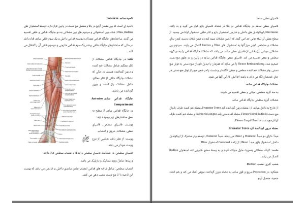 جزوه ناحیه قدامی ساعد