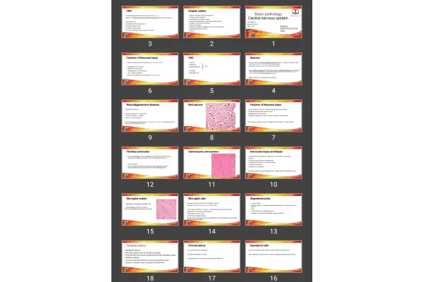 پاورپوینت Basic pathology Central nervous system