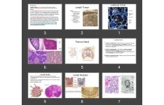 پاورپوینت LYMPHOID TISSUE