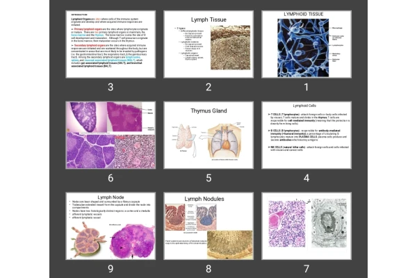 پاورپوینت LYMPHOID TISSUE