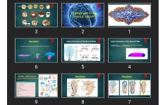 پاورپوینت Development of the Nervous System