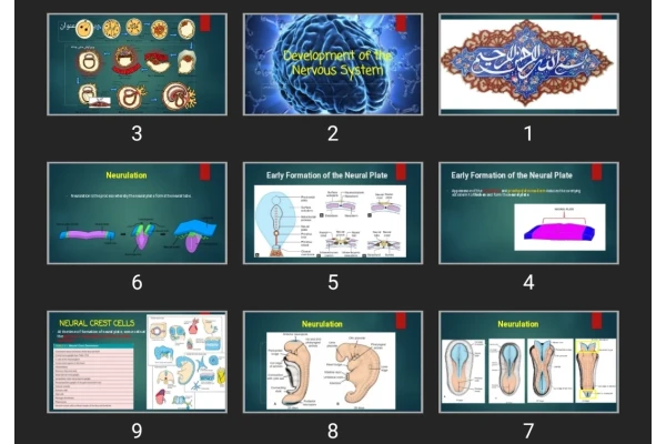 پاورپوینت Development of the Nervous System