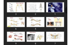 پاورپوینت Upper extrimity skeleton