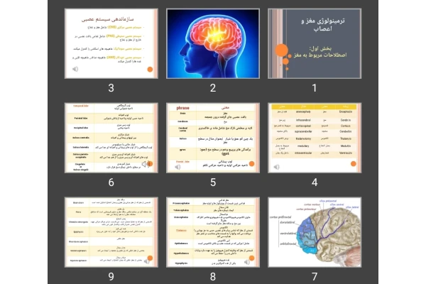 پاورپوینت ترمینولوژی مغز و اعصاب