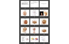 پاورپوینت Blood Supply Of The Brain