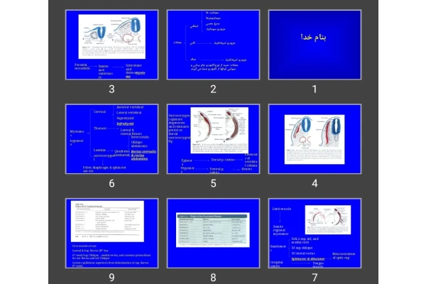 پاورپوینت muscular system