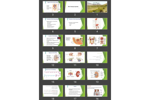 پاورپوینت The Urinary System