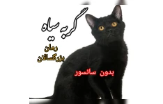 رمان گربه سیاه / بدون سانسور / مافیایی / بزرگسالان