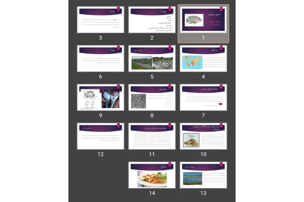 پاورپوینت ماهی تیلاپیا