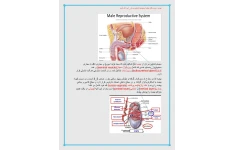 جزوه سیستم تناسلی مردان