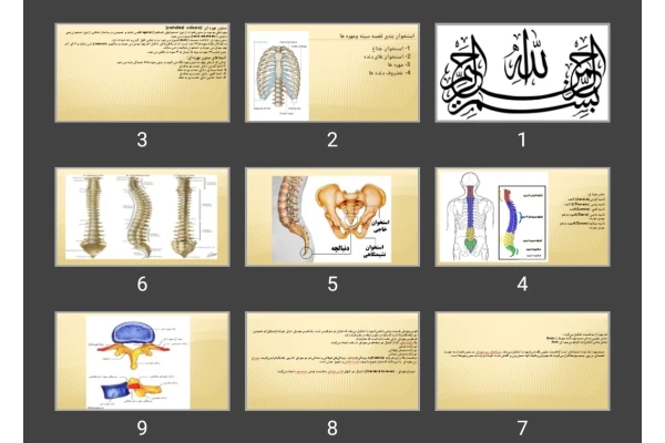 پاورپوینت آناتومی توراکس