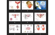 پاورپوینت Female reproductive system